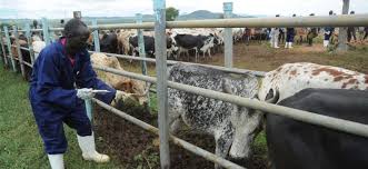 Opportunities for Cattle Ranching Around Lagos and other Cities in Southern  Nigeria