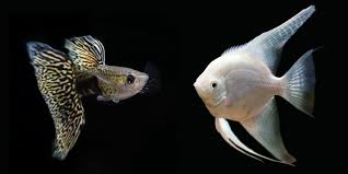Guppy Fish And Angelfish Can You Keep Them In Same Aquarium
