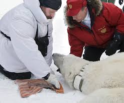 Other than the bear one being horizontally flipped and color corrected they are identical. Russian President Vladimir Putin Admits Polar Bear Pics Were Staged London Evening Standard Evening Standard