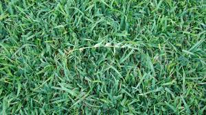 One last tip for centipede. Centipede Grass Plant Care Growing Guide