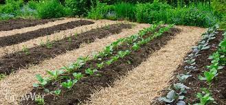 no till gardening an easier way to grow