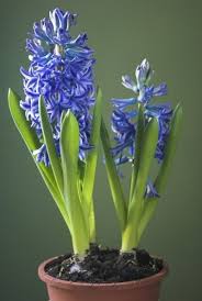 hyacinth care indoors after flowering