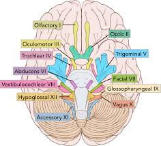 Summary Of The Cranial Nerves Teachmeanatomy