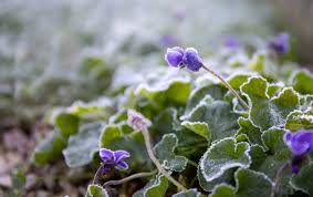 Best Plants To Survive A Frost