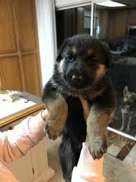 Easy, convenient, no hassle shipping across the united states. German Shepherd Dog Puppy For Sale In San Diego Ca Adn 54566 On Puppyfinder Com Gender Male Age 5 Weeks Shepherd Dog German Shepherd Dogs German Shepherd