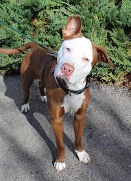 lance a 1 year old pit bull terrier mix