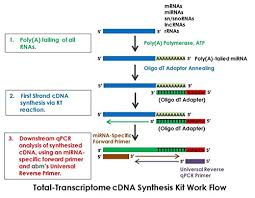 Cdna is synthesized from a messenger rna (mrna) template in. Total Transcriptome Cdna Synthesis Kit Buy Online In Haiti At Haiti Desertcart Com Productid 37836461