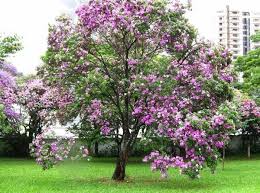 Beautiful Flowering Trees Of India