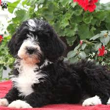 As a designer breed, mini bernedoodles bring the best from both the bernese mountain dog and the poodle. Bernedoodle Puppies For Sale Greenfield Puppies