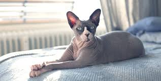 Include pets available for interstate adoption. 7 Hairless Cat Breeds Sphynx Donskoy And More