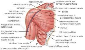 Their main function is contractibility. Human Muscle System Functions Diagram Facts Britannica
