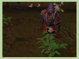 Continue farming oak trees, but to boost your xp, start doing fruit trees. How To Farm Potatoes In Runescape 7 Steps With Pictures