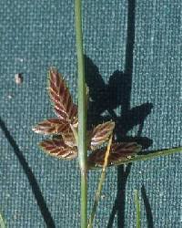 Cyperus bipartitus - Online Virtual Flora of Wisconsin