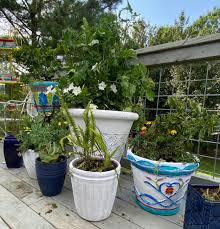 garden pot and outdoor containers