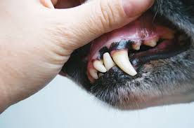 Assessing Dogs Gums Dog Gum Color Is Important