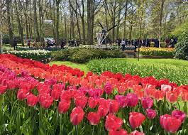 The park attracts about 900,000 visitors from around the world. Visiting Keukenhof The World S Largest Flower Gardens Near Amsterdam