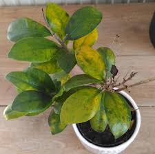 ficus bonsai with yellow leaves and