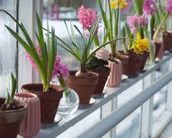 how to grow your own windowsill garden
