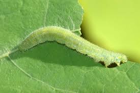 manage cabbage worms in your garden