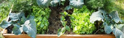 Square Foot Gardening Of Vegetables And