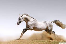 Running Horse HD Hintergrundbilder ...