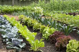 10 vegetables to plant in early spring