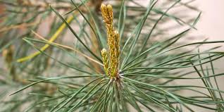 Conifer Plants For Your Landscaping