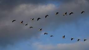 Warum fliegen die Vögel in V-Formation?
