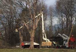 Find falls church apartments, condos, town homes, single family homes and much more on trulia. Tree Services In Alexandria Va Tree Trimming Tree Removals