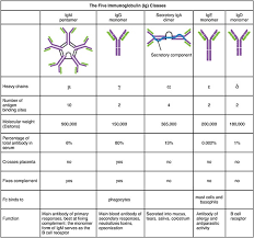 Antibody Structure Classes And Functions