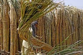 Sugarcane Growing In Pakistan Steps To Increase Per Acre Yield