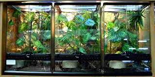 Building this cage was actually super. How To Choose The Best Chameleon Cage Sa Chameleons