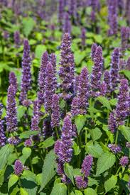 This perennial shrub is woody at its base and herbaceous up top, growing to two to four feet tall if you are looking for more perennial flower suggestions check out these guides next 31 Attractive And Easy Sun Loving Perennials