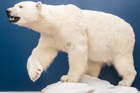 polar bear wildlife mounts furcanada