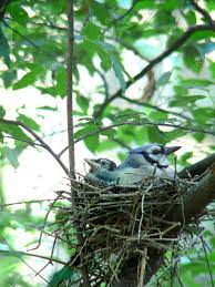 blue jay nest stock photo chiptape