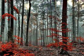 Red Forest Trees Autumn Fog