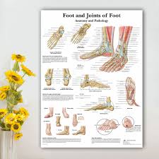 Foot Joints Of Foot Chart Anatomy Pathology Poster Canvas Painting Wall Pictures For Medical Education Doctors Office Classroom
