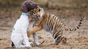 free cute dog hugging tiger