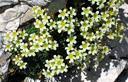 Sassifraga muschiata [Saxifraga moschata]