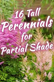 16 tall perennials for partial shade