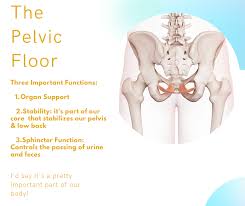 what the heck is the pelvic floor