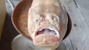 fish with human eyeouth caught