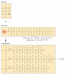 Lipids Article Macromolecules Khan Academy
