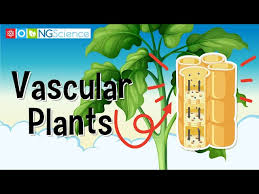 vascular plants you