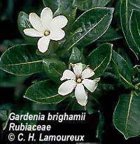 gardenia brighamii nanu