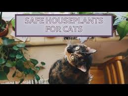 Cat Friendly Indoor Gardening Safe