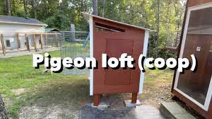 how to build a pigeon loft maintenance