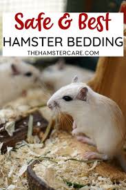 hamster bedding hamster