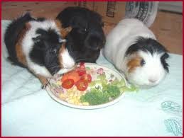 guinea pigs vegetables and fruits