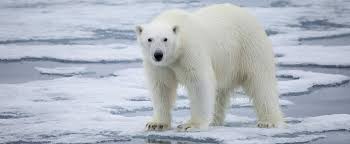 Réchauffement climatique: vers l'extinction des ours polaires d'ici 2100,  prévient une étude | JDM